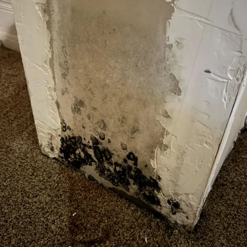 Professional Mold Removal in Saint Clair County, MI